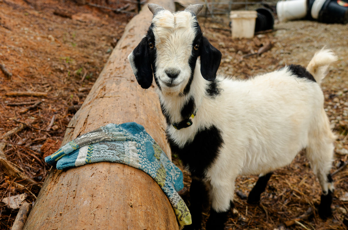 Goat Crew Socks – Solmate Socks